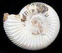 Perisphinctes Ammonite Fossil In Display Case #40009-1